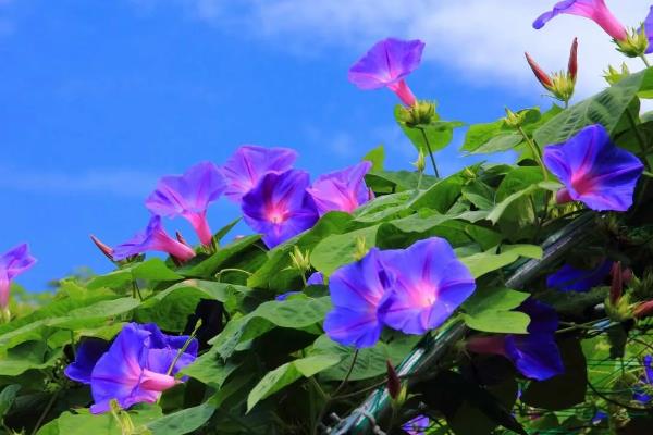 用种子繁殖的植物,有菊花、四面花等