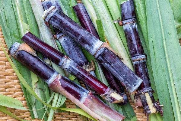 用种子繁殖的植物,有菊花、四面花等