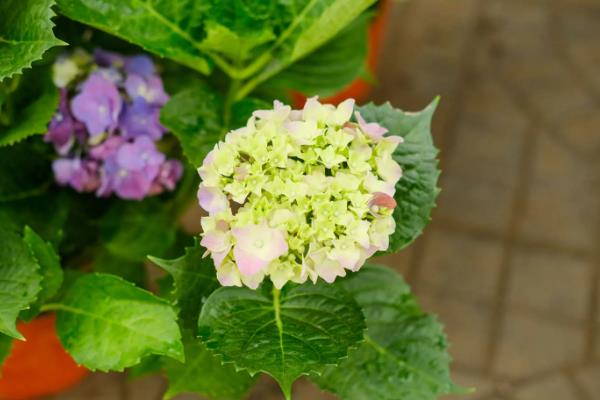 用种子繁殖的植物,有菊花、四面花等