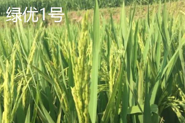 适合北方地区种植的高产小麦品种,推荐绿优1号、郑麦618等