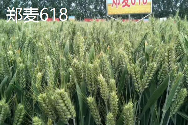 适合北方地区种植的高产小麦品种,推荐绿优1号、郑麦618等