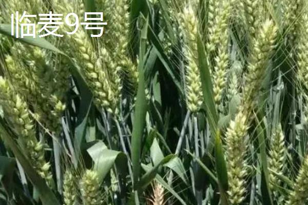 适合北方地区种植的高产小麦品种,推荐绿优1号、郑麦618等