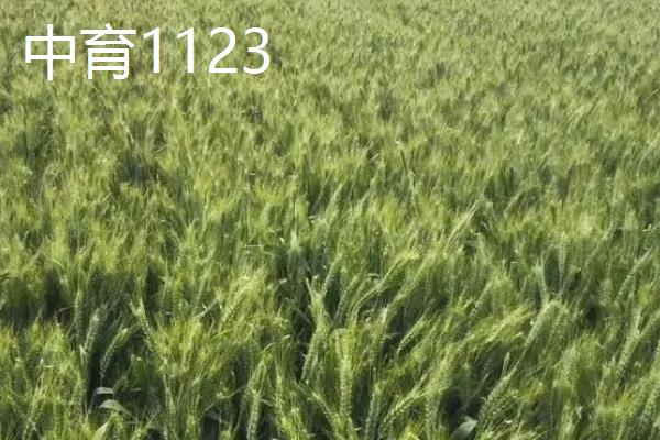 适合北方地区种植的高产小麦品种,推荐绿优1号、郑麦618等