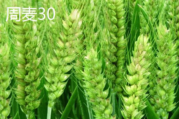 适合北方地区种植的高产小麦品种,推荐绿优1号、郑麦618等