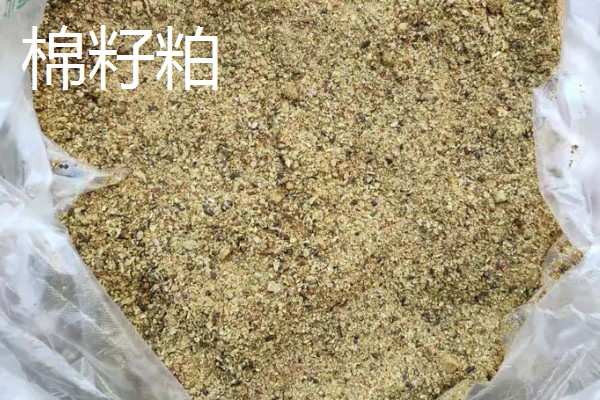 大豆胚芽粉能不能代替豆粕,作为替代物不会影响饲料的品质