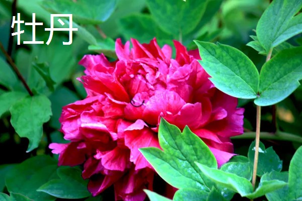 四大国花是指什么，指的是牡丹、荷花、菊花等