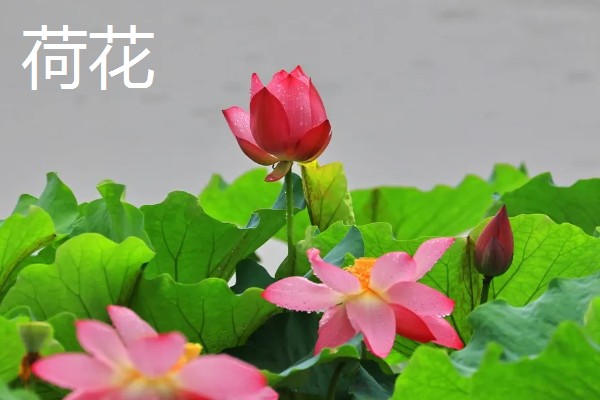 四大国花是指什么，指的是牡丹、荷花、菊花等