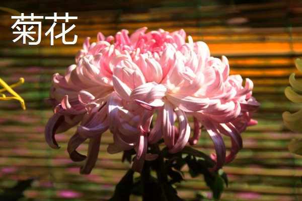 四大国花是指什么，指的是牡丹、荷花、菊花等