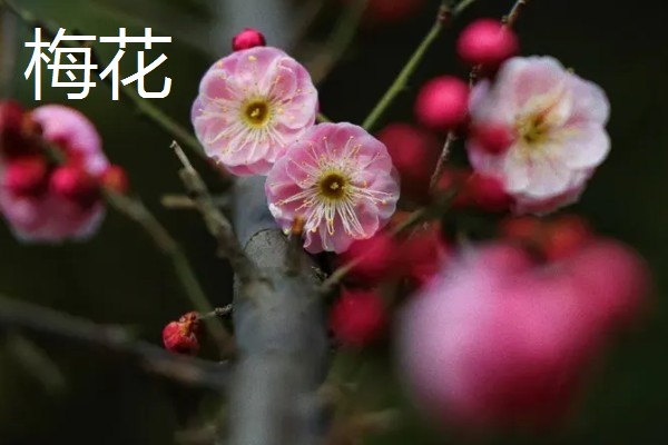 四大国花是指什么，指的是牡丹、荷花、菊花等