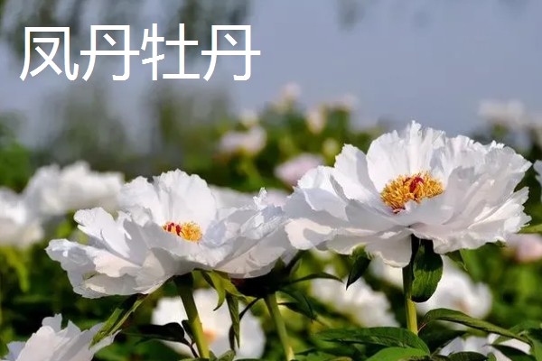 四大国花是指什么，指的是牡丹、荷花、菊花等