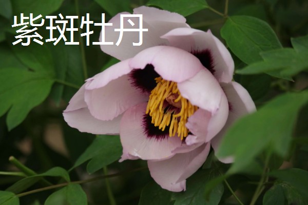 四大国花是指什么，指的是牡丹、荷花、菊花等