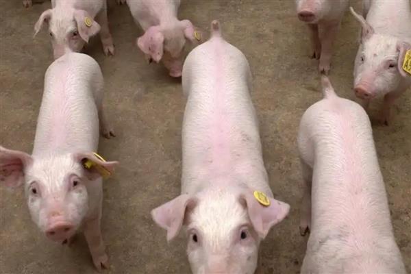 猪咬尾巴如何防治，在猪饲料中添加一些矿物质和维生素