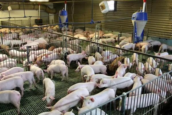 猪咬尾巴如何防治，在猪饲料中添加一些矿物质和维生素