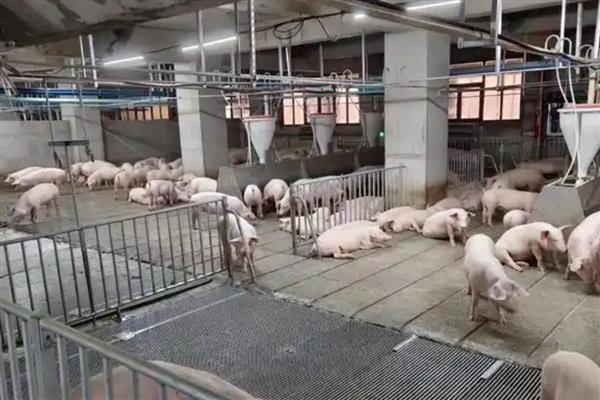 猪咬尾巴如何防治，在猪饲料中添加一些矿物质和维生素