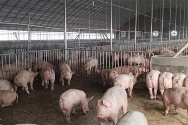 猪咬尾巴如何防治，在猪饲料中添加一些矿物质和维生素