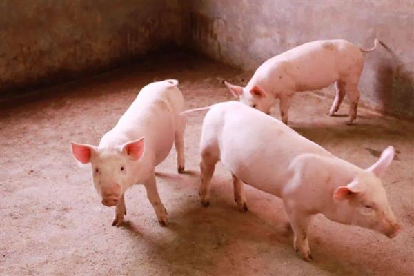 猪咬尾巴如何防治，在猪饲料中添加一些矿物质和维生素