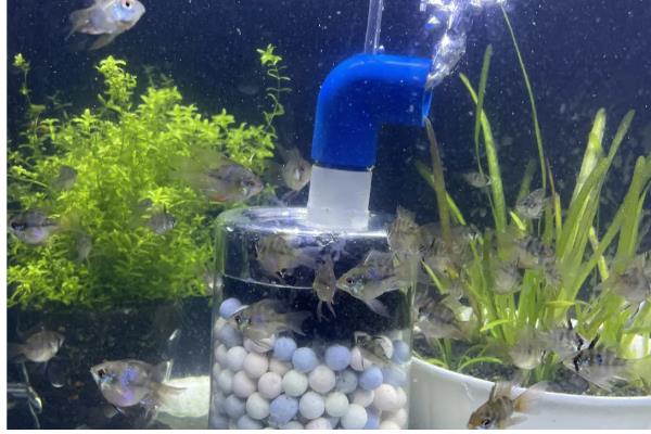 水妖精可以代替过滤吗,水妖精可以代替过滤