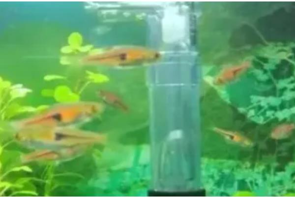 水妖精可以代替过滤吗,水妖精可以代替过滤