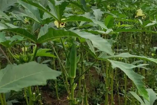 种植秋葵的前景，用途较多前景可观