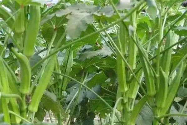 种植秋葵的前景，用途较多前景可观