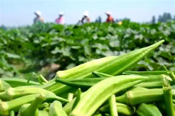 种植秋葵的前景，用途较多前景可观