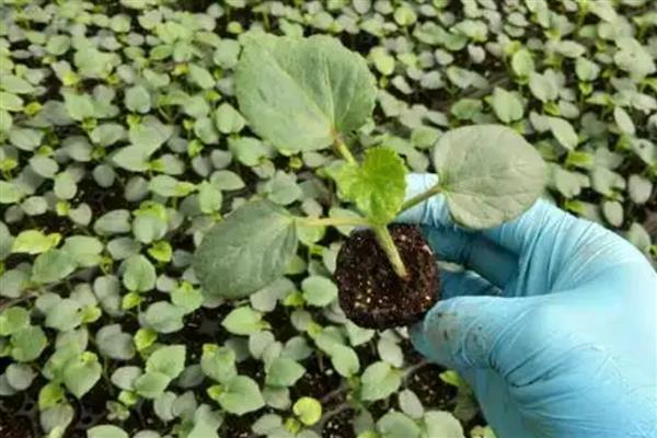 种植秋葵的前景，用途较多前景可观