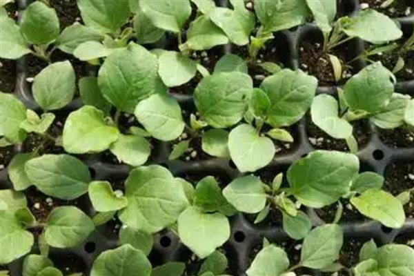 种植秋葵的前景，用途较多前景可观