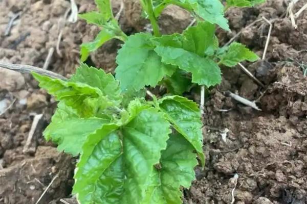 种植秋葵的前景，用途较多前景可观