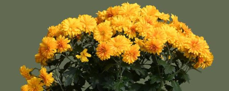 菊花养殖方法，让土壤保持湿润