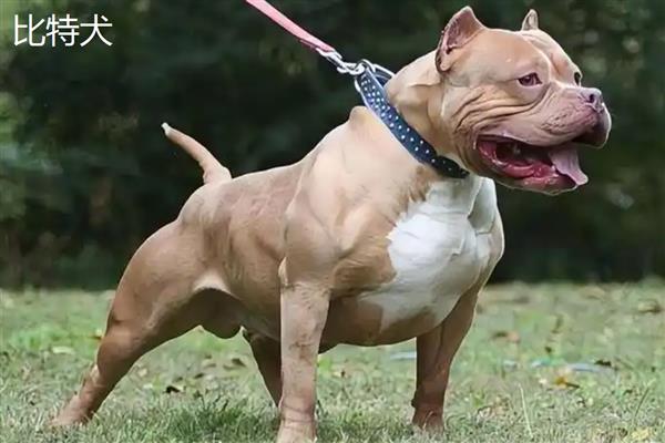 美国恶霸犬和比特犬谁的战斗力更强,比特犬属于世界第一斗犬