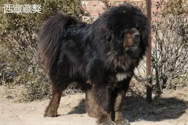 美国恶霸犬和比特犬谁的战斗力更强,比特犬属于世界第一斗犬