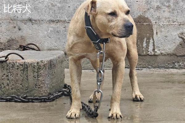 美国恶霸犬和比特犬谁的战斗力更强,比特犬属于世界第一斗犬