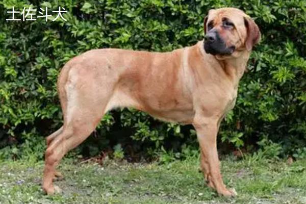 美国恶霸犬和比特犬谁的战斗力更强,比特犬属于世界第一斗犬