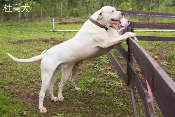 美国恶霸犬和比特犬谁的战斗力更强,比特犬属于世界第一斗犬