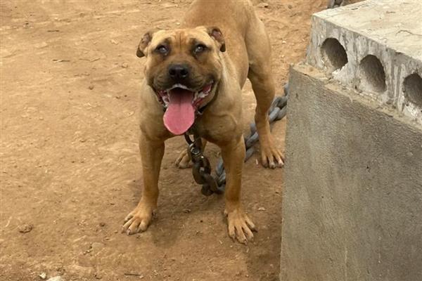 美国恶霸犬和比特犬谁的战斗力更强,比特犬属于世界第一斗犬