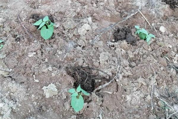 种豆可以肥田的原因,根瘤菌可以补充土壤中的氮素