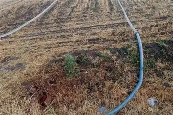 种豆可以肥田的原因,根瘤菌可以补充土壤中的氮素