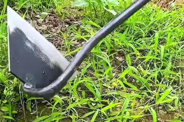 种豆可以肥田的原因,根瘤菌可以补充土壤中的氮素