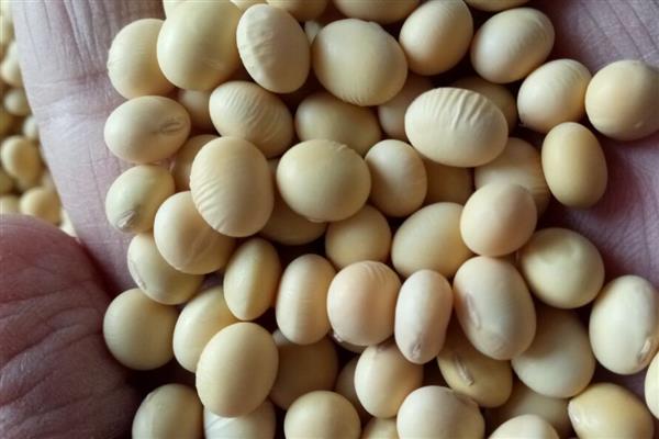 种豆可以肥田的原因,根瘤菌可以补充土壤中的氮素