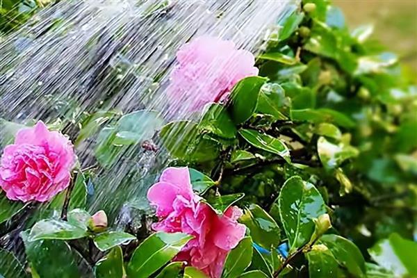 浇花什么时候好,春、秋季建议上午十点浇水