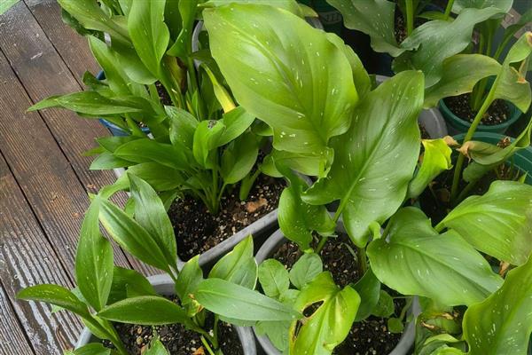 浇花什么时候好,春、秋季建议上午十点浇水