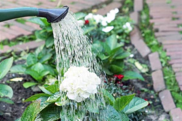 浇花什么时候好,春、秋季建议上午十点浇水
