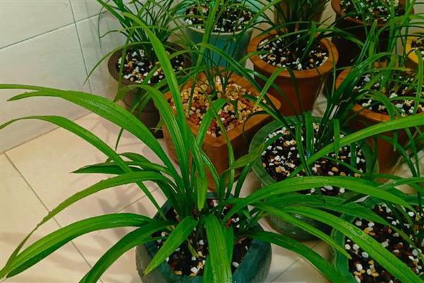 浇花什么时候好,春、秋季建议上午十点浇水