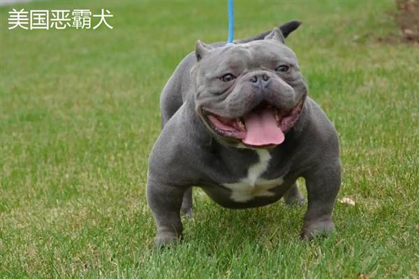 美国恶霸犬和比特犬谁的战斗力更强,比特犬属于世界第一斗犬