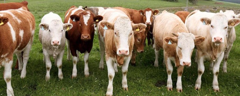 农村有什么偏冷门的创业项目，以下三种可以考虑尝试