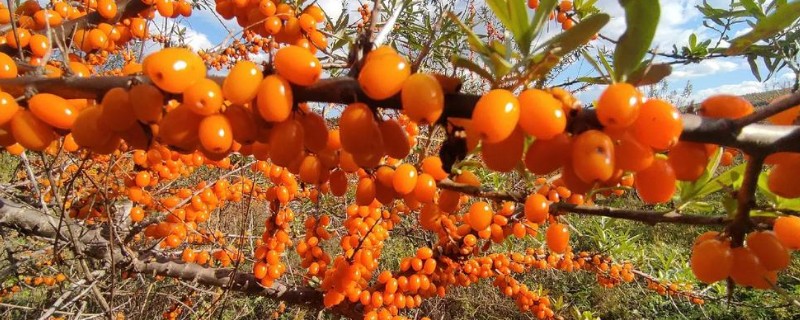 沙棘树有哪些种植条件,可以应对各种复杂的气候条件