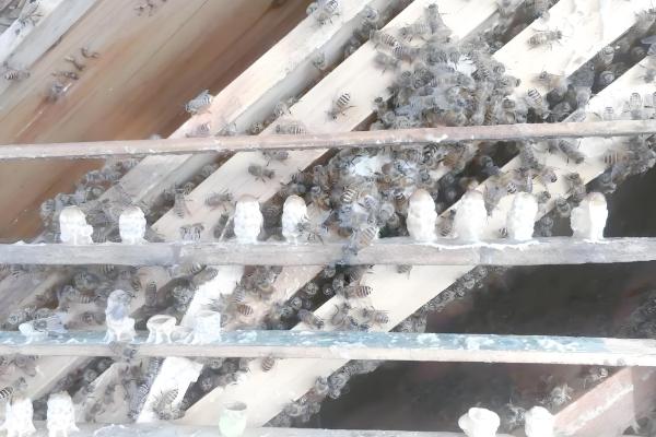 人工育王的意思,是指人工培育蜂王