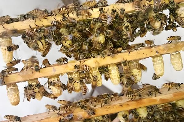 人工育王的意思,是指人工培育蜂王