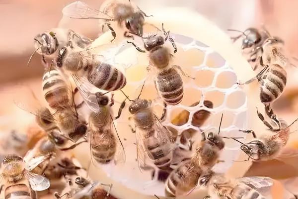 人工育王的意思,是指人工培育蜂王