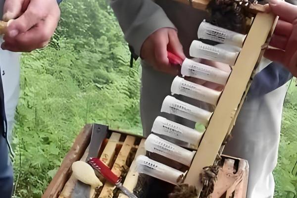 人工育王的意思,是指人工培育蜂王